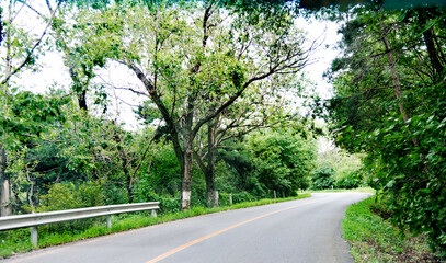 Obraz premium Asphalt curvy road through the deep forest