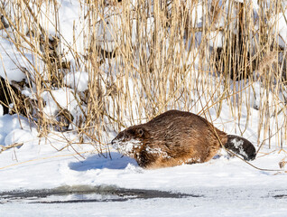 European beaver in the snow - obrazy, fototapety, plakaty