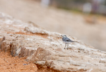 white wag-tail