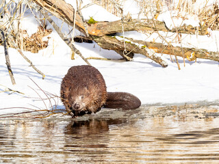 European beaver feeding © Rein