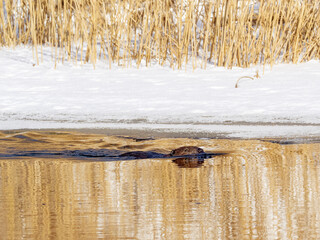 European beaver swimming