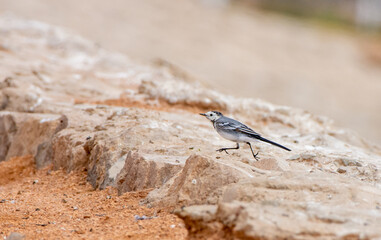 white wag-tail