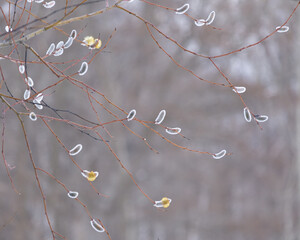 ネコヤナギの冬芽（Winter buds of Salix gracilistyla）