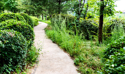 The way in the park with green tree and grass