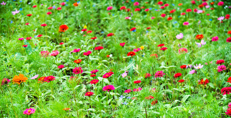 Beautiful galsang flowers on the grassland