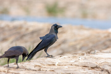 House crow, Corvus splendens in Sharm El-sheikh
