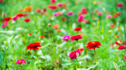 Beautiful galsang flowers on the grassland