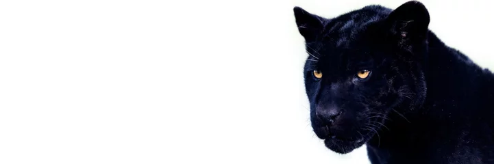 Foto op Plexiglas Template of a black jaguar with a black background © AB Photography