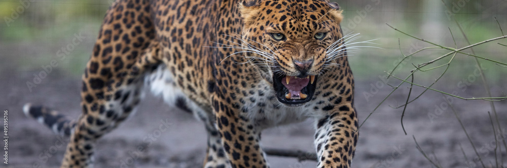 Canvas Prints template of a leopard in the forest