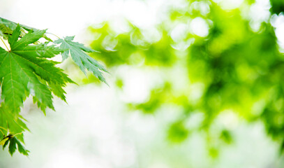 Japanese green maple leaves on blurred background