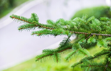 Close up view of  green pine needles branch