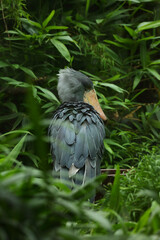 The shoebill (Balaeniceps rex) also known as whalehead, whale-headed stork, or shoe-billed stork, in one of the biggest bird.