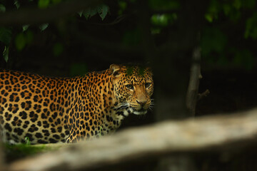 The Javan leopard (Panthera pardus melas) walking under the big branch.
