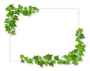 Decorative green ivy banner. Leaves creeper corners, decorative vine design. Blank white template with growing plants, exact vector advertising poster - obrazy, fototapety, plakaty