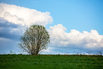 Tree on the top of hill under thunder sky with huge clouds