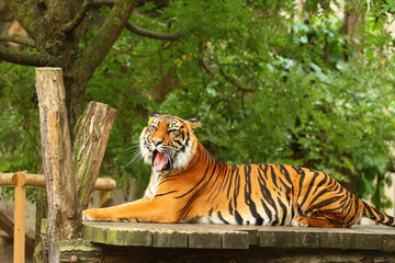 The Sumatran tiger (PANTHERA TIGRIS SUMATRAE) lying on the wood under the trees with open mouth.