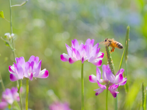 レンゲ の画像 8 434 件の Stock 写真 ベクターおよびビデオ Adobe Stock