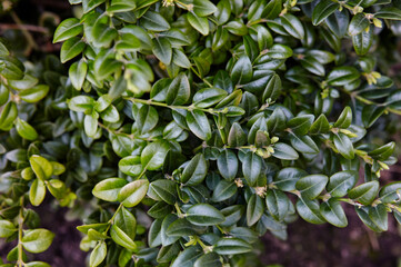 Close-up of evergreen bush boxwood in the garden. Boxwood wall in natural conditions. Family name Buxaceae, Scientific name Buxus. Selective focus with shallow depth of field