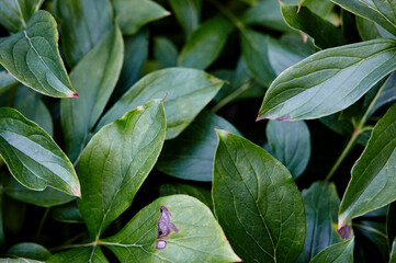 Fototapeta premium Close-up of beautiful green leaves of flower peony at the garden, top view. Beautiful plant under soft sunlight. Selective focus with shallow depth of field