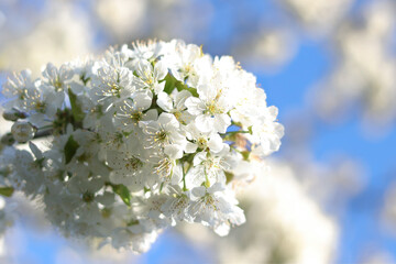 Branches of blossoming Cherry macro with soft focus. Easter and spring greeting cards. Springtime. Bloom over blue sky. Morning in the cherry orchard. Spring background. Blossoming Cherry tree garden 
