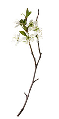 Spring twig with small green leaves and buds of flowers isolated on white