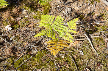 Close-up of beautiful ferns leaves in forest. Family name Osmundaceae, Scientific name Polypodiopsida. Selective focus, blurred background