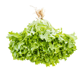 fresh bunch of curly endive lettuce isolated on white background