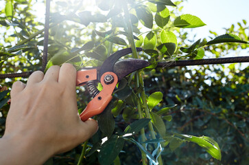Man gardening in backyard. Mans hands with secateurs cutting off wilted flowers on rose bush. Seasonal gardening, pruning plants with pruning shears in the garden