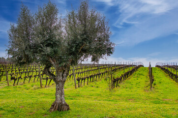 Fototapeta na wymiar vineyards near the city of Evora, Alentejo, Portugal.