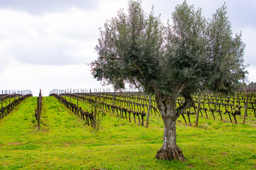 Fototapeta na wymiar vineyards near the city of Evora, Alentejo, Portugal.
