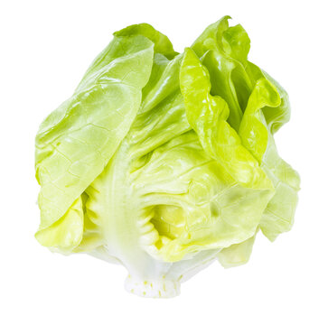little head of fresh butterhead lettuce isolated on white background
