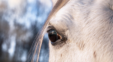 Portrait of a white arabian horse. Polish Arabians. Head and eye close up