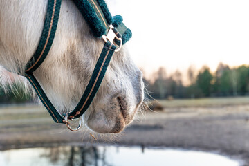 White horse on a background of water. Detail, muzzle, halter