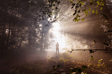 Nebel im Wald bei Sonnenaufgang und Gegenlicht 