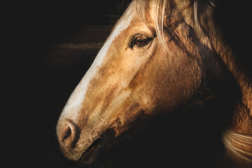 Head portrait of a beautiful palomino horse over black background. American quarters