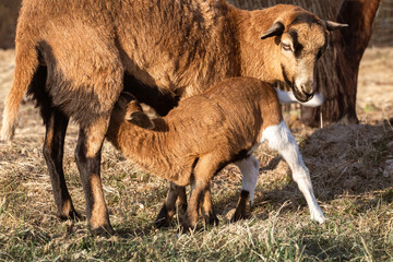 Cameroon sheep. Animals on the farm, meadow, rural 