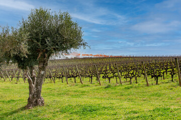 vineyards near the city of Evora, Alentejo, Portugal. - obrazy, fototapety, plakaty