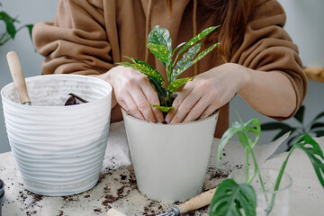 Female hands of a young woman potting Codiaeum gold sun young houseplant in a plastic flowerpot. Home or indoor gardening.  © Regina