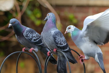 3 pigeons on a perch