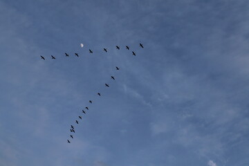 flock of birds flying past the moon