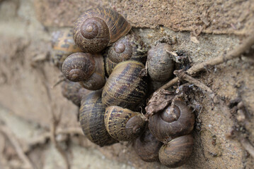 Snail family