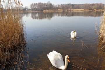 Swans The Pniowiec Lake Rybnik