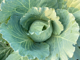 head of cabbage