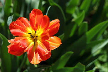 Fototapeta premium Flower garden, red tulip flower. Petals and bud of red tulip flowers in a garden in selective focus. Spring flower in pastel colours close-up. Delicate Tulip on a natural blurry background 