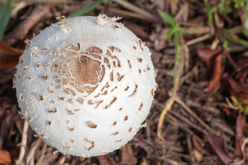 unidentified white mushroom