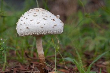 unidentified white mushroom