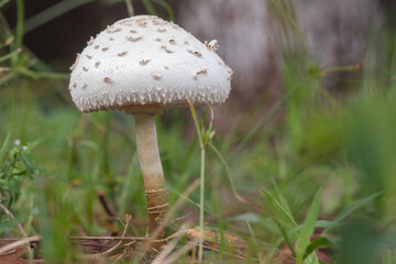 unidentified white mushroom