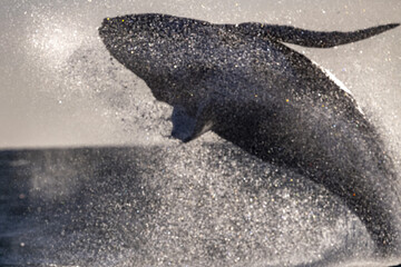 artistic image moving of humpback whale breaching in cabo san lucas