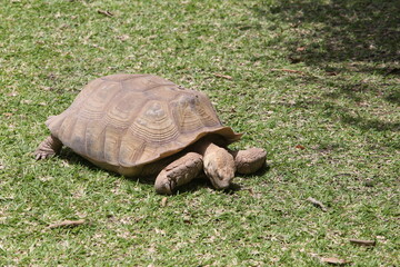 Centrochelys sulcata turtle (also known as Sahel Tortoise, African Spurred Tortoise, geochelone sulcata). African animal in Senegal, Africa