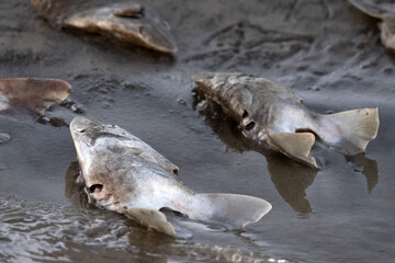 many shark heads on the beach after finning